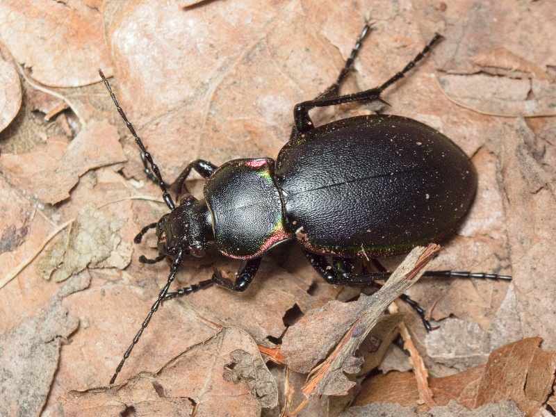 Carabus marginalis Fabricius, 1794